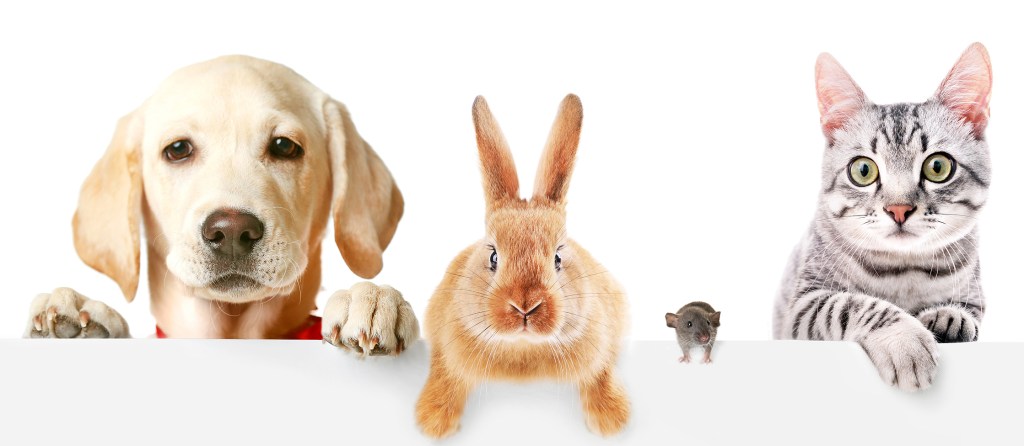 I primi passi con un&nbsp;pet